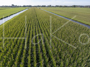 Maïsteelt (DJI_0564)