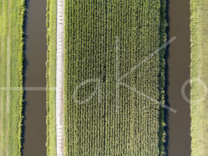 Maïsteelt (DJI_0575)