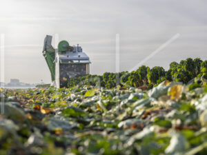 Spruitenteelt (0Y3A1951)