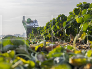 Spruitenteelt (0Y3A1963)