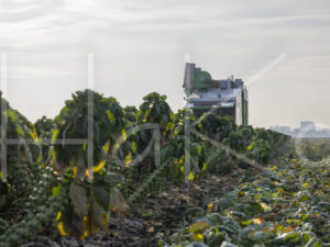 Spruitenteelt (0Y3A1964)