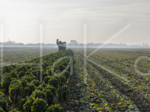 Spruitenteelt (0Y3A1968)