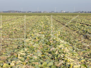 Spruitenteelt (0Y3A1976)