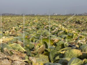 Spruitenteelt (0Y3A1982)