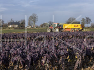 Spruitenteelt (0Y3A1993)