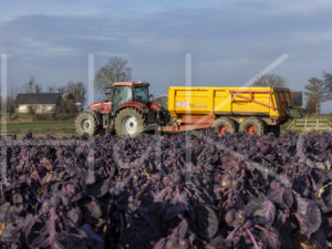 Spruitenteelt (0Y3A1997)