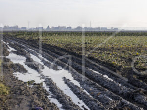 Spruitenteelt (0Y3A2012)