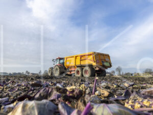 Spruitenteelt (0Y3A2031)