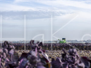 Spruitenteelt (0Y3A2042)