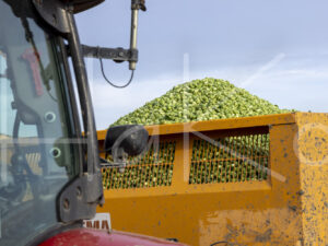 Spruitenteelt (0Y3A2106)