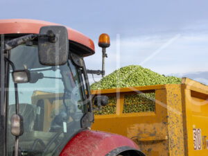 Spruitenteelt (0Y3A2109)