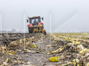 Overige akkerbouw (0Y3A2247)