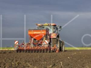 Tarweteelt (0Y3A3907)