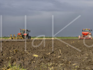 Tarweteelt (0Y3A3942)
