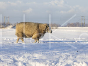 Schapen (0Y3A1158)