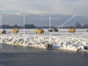 Schapen (0Y3A1166)