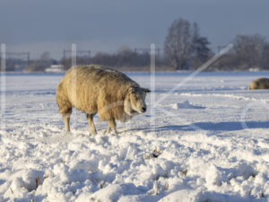 Schapen (0Y3A1185)