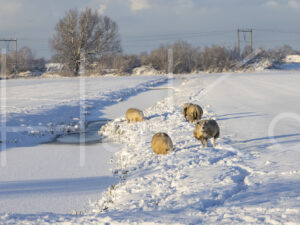 Schapen (0Y3A1190)