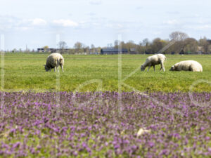 Schapen (0Y3A6674)