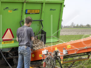 Aardappelteelt (0Y3A7022)