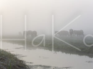Koe (16B0012)