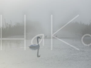 Overige (16B0070)
