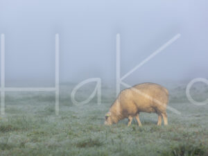 Schapen (16B0107)