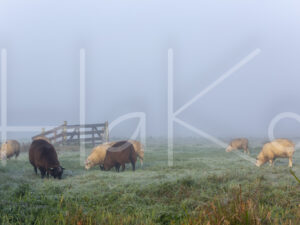 Schapen (16B0110)