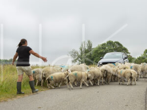 Schapen (16B9248)