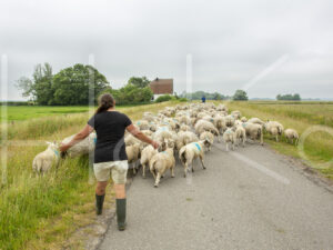 Schapen (16B9252)