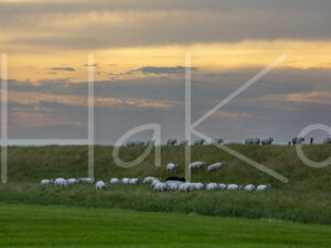 Schapen (16B9659)