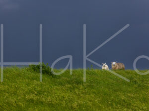 Schapen (16B9663)
