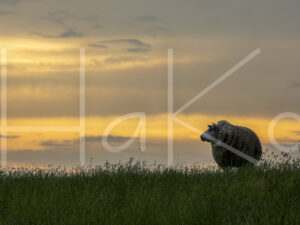 Schapen (16B9669)
