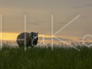 Schapen (16B9672)